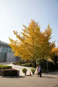 錯過等一年|川博銀杏已進入巔峰期