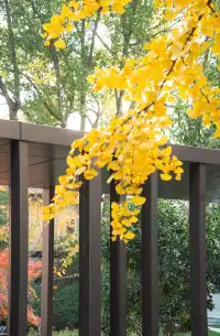 發現了！魔都市區能獨攬銀杏樹的小眾秘境！