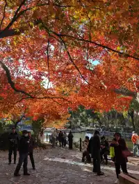 12.3魯迅公園秋日進度100％（附機位）
