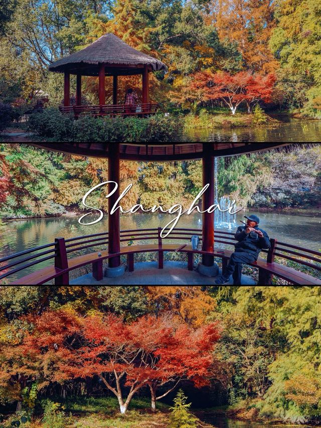 魔都秋日私藏共青森林的治癒漫遊手記