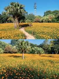 深圳0元打卡:黃秋英花海+萌系雕塑太出片