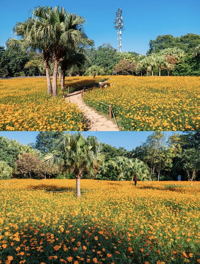 深圳0元打卡:黃秋英花海+萌系雕塑太出片 深圳0元打卡:黃秋英花海+萌系雕塑太出片