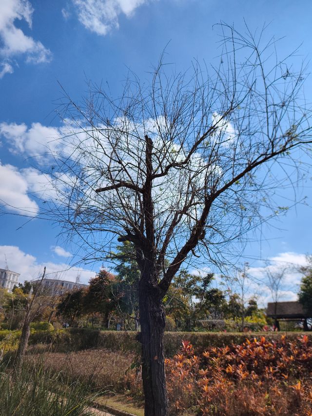 普洱小眾打卡地闖入熱帶雨林的秋日祕境 普洱小眾打卡地闖入熱帶雨林的秋日祕境