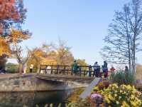 共青華明橋|水杉紅透秋意濃