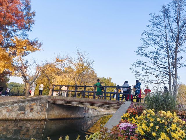 共青華明橋|水杉紅透秋意濃 共青華明橋|水杉紅透秋意濃