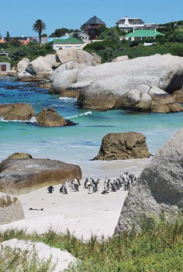 Southwest corner of Africa, see the unique African penguin 🐧