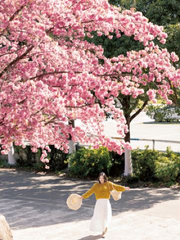 방금 깨달았어요! 2025년 다리의 겨울 벚꽃은 너무 아름다워서 말문이 막혔어요.