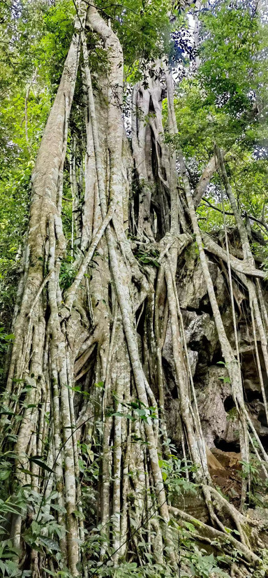 中科院西双版纳热带植物园 参考图 2
