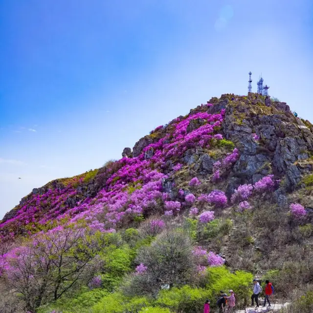 Dalian Spring Coastal Flower Sea Feast