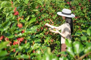 สนุกสุดเหวี่ยงกับการเก็บผลไม้ในฤดูใบไม้ผลิที่เมืองลู่โจว: เพลิดเพลินกับการเก็บหม่อนและหน่อไม้แบบไม่อั้น!