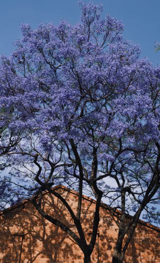 April in Kunming, romance is brought by the Jacaranda trees!