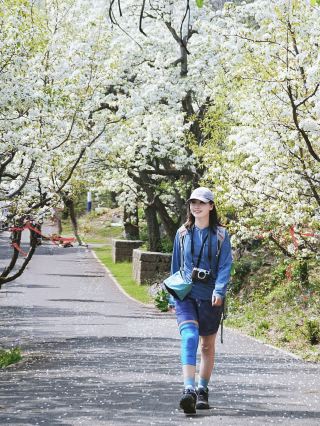 Crash into the Peak of Beijing’s Pear Blossom Wave at Full Bloom: The Smooth Hiking Secret