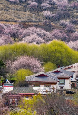 산속 꽃바다 비경 린즈 복숭아꽃 골짜기