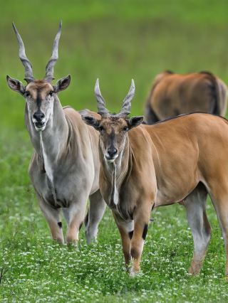 Save this 7-day Tanzania travel guide now
