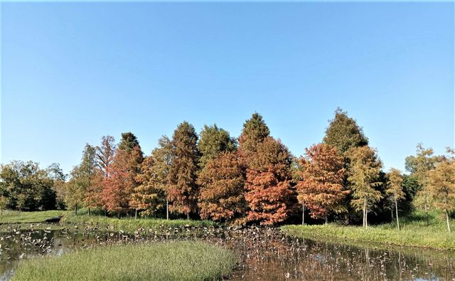 Hong Kong Wetland Park - Wetland and Marshes