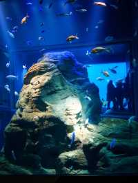 【全方位環繞主水槽的水族館】