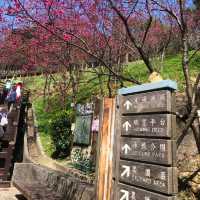 長庚養生文化村（有隱藏版櫻花木棧道八重櫻）