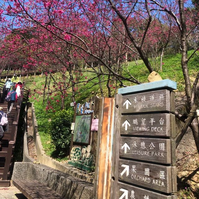 長庚養生文化村（有隱藏版櫻花木棧道八重櫻）