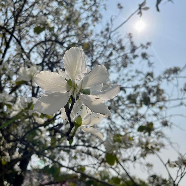 饒宗頤文化館🪷香港🇭🇰文青好去處👏🏻