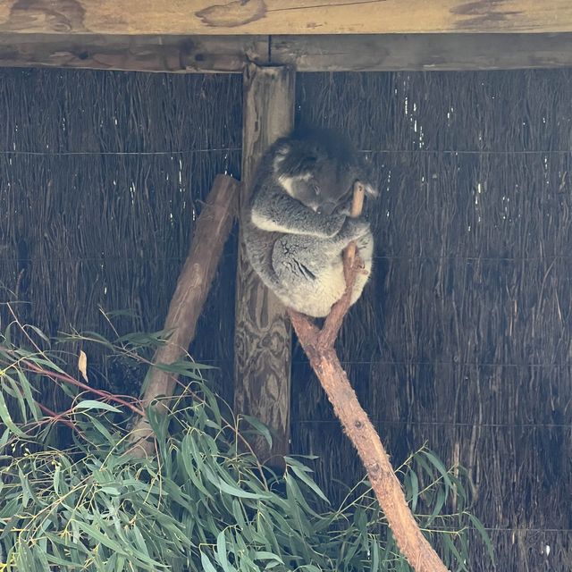 澳洲｜維多利亞州｜Ballarat 野生動物園