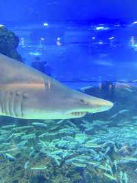 제주 비오는 날 데이트, 아쿠아 플라넷🦈