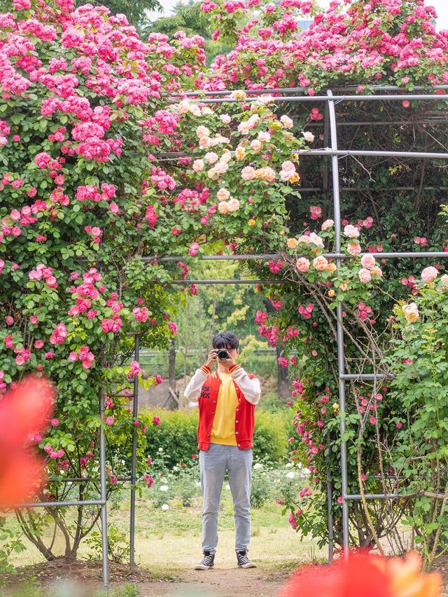 한강에서 만나는 장미 가득한 터널🌹