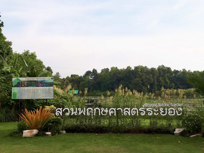 พายเรือคายัค ชมป่าเสม็ดโบราณ ที่สวนพฤกษศาสตร์ระยอง | Trip.com ตำบล ชากพง พายเรือคายัค ชมป่าเสม็ดโบราณ ที่สวนพฤกษศาสตร์ระยอง | Trip.Com ตำบล ชากพง