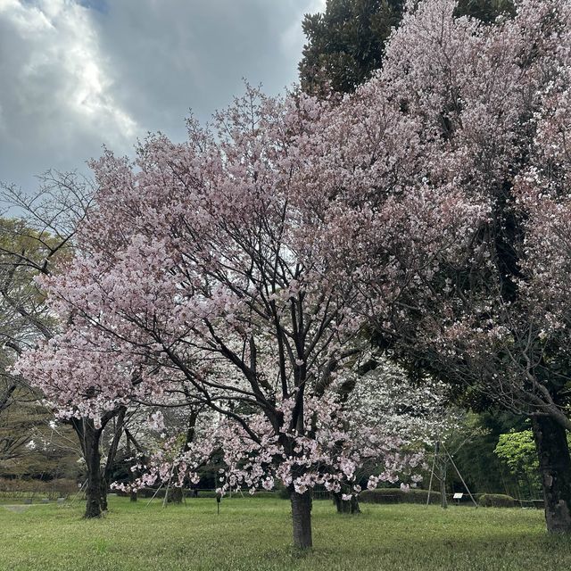 imperial palace garden - free sakura views 