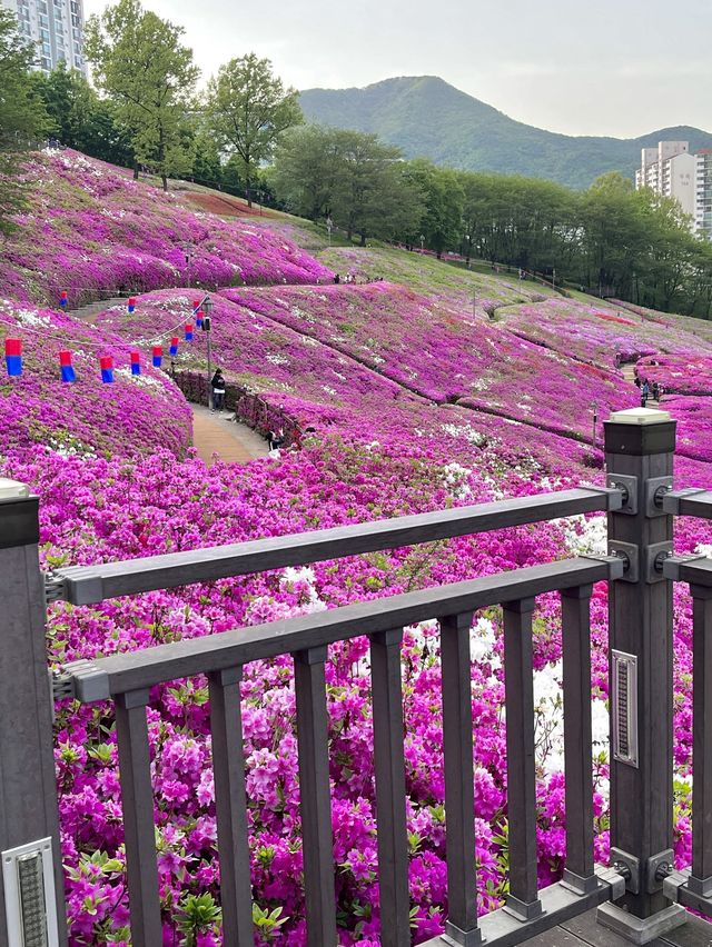 ❤️군포 철쭉축제는 철쭉동산에서 보기❤️