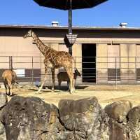 【和歌山】和歌山に行ってパンダに会おう！
