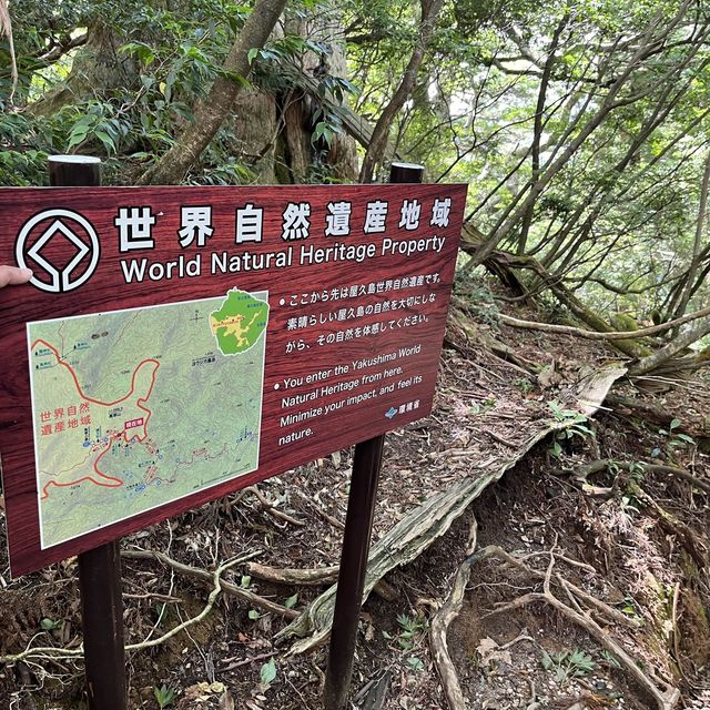 【鹿児島・屋久島】世界遺産の縄文杉に✨