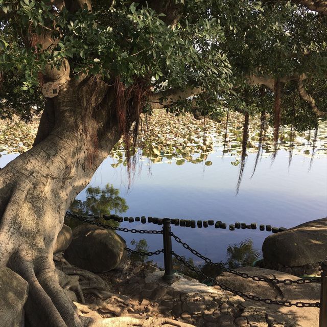 可影廣州塔倒影的公園