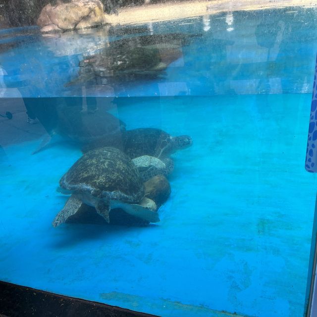 比海洋公園更出色的樂園😍
