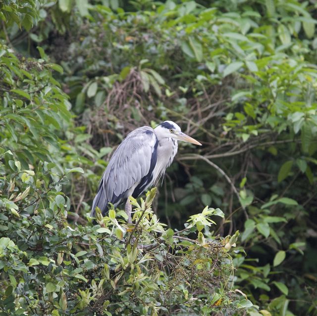 遊大安森林公園等食鼎泰豐小籠包