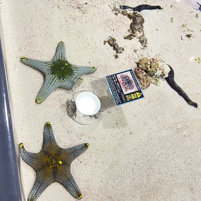 如果沒來過美麗海水族館就等於沒來過沖繩