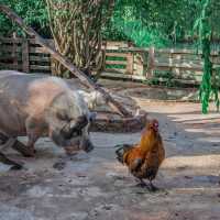 ปานชีวา เรสเตอรองท์ แอนด์ คาเฟ่