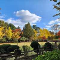 Beautiful Autumn in Nami Island 🍁