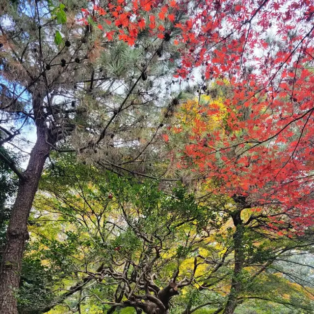 Beautiful garden to Hangout in Tokyo 