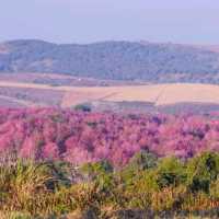 ภูลมโล สพรั่งเดือนกุมภาพันธ์