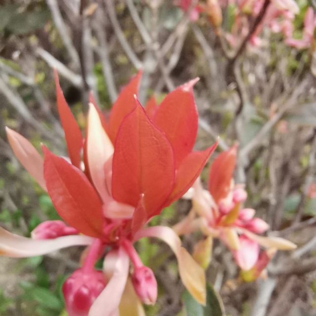 睇吊鐘花好介紹~大枕蓋 睇吊鐘花好介紹~大枕蓋