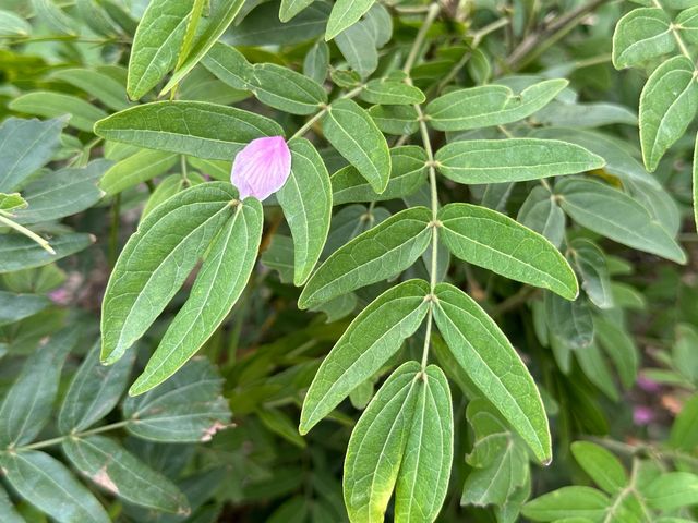 本地遊 | 東涌 | 捉緊櫻花園廣州櫻的尾巴