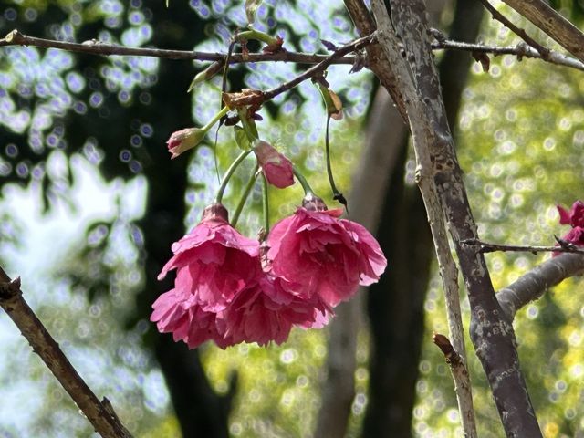 本地遊｜大埔海濱公園｜花種超多賞花必去