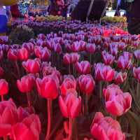 返嚟啦，返嚟啦，2023香港🌸🌹🌻花卉展覽