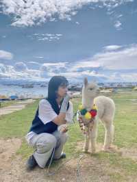 [볼리비아🇧🇴] 그림같은 풍경에서 인형같은 아가 알파카와 셀카타임