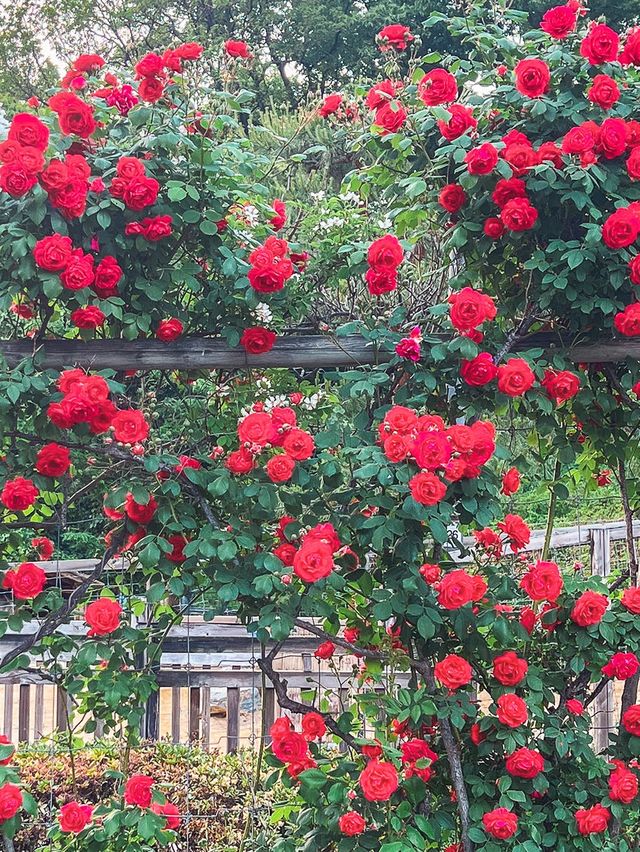 어린이대공원에 위치한 장미스팟🌹