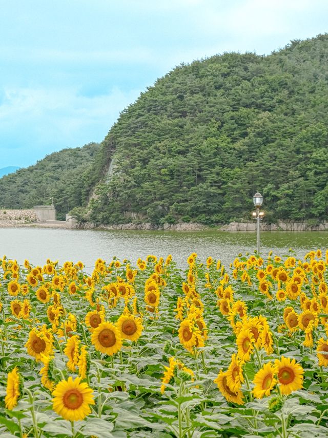 해바라기 명소는 바로 여기🌻🤍