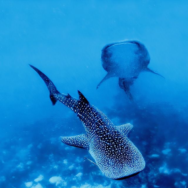 Whale Shark Encounter in Oslob