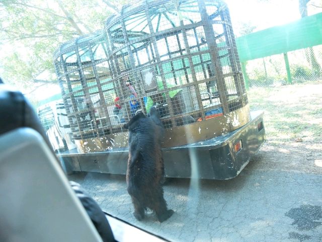【新竹】六福村動物園 🐅 捕捉動物生活瞬間