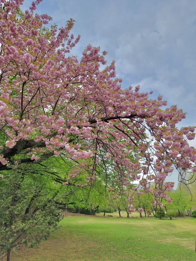 겹벚꽃 보러 어린이대공원 어때요🌸