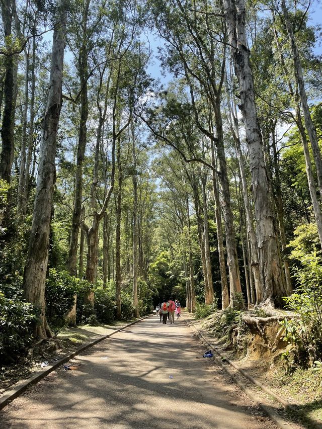 城門水塘｜超推薦的低難度行山路線｜野餐好去處